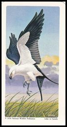 41 Swallow Tailed Kite